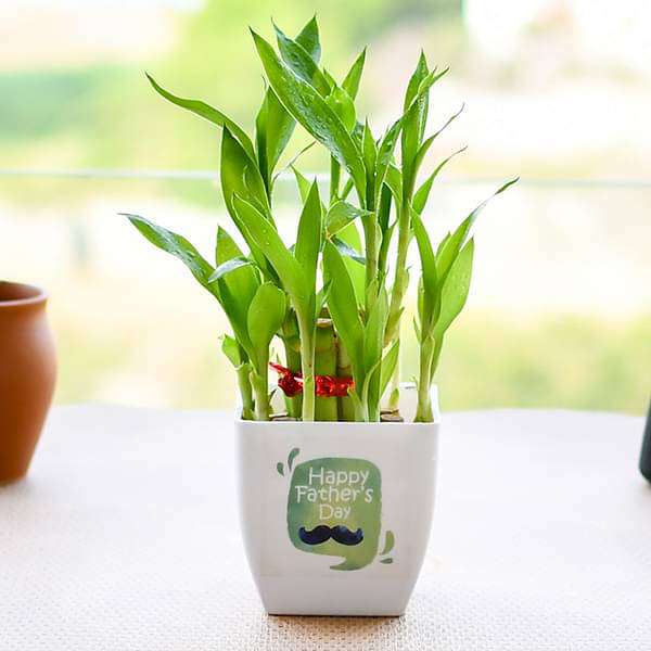 happy lucky bamboo Buy Happy 2 Layer Lucky Bamboo for Happy Fathers Day online from Nurserylive at lowest price
