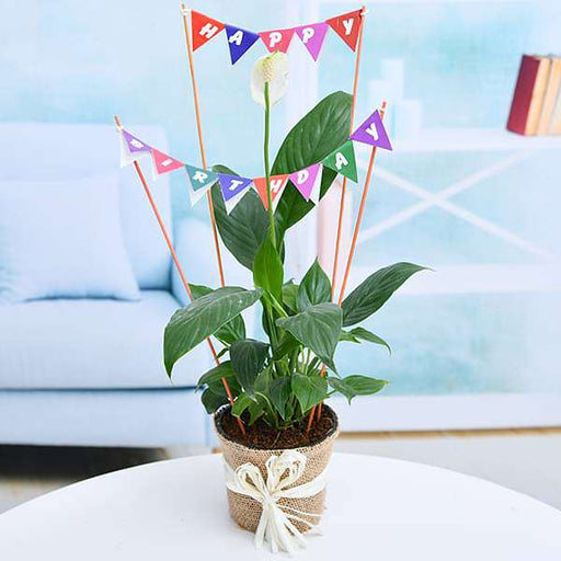 happy birthday wishes with peace lily in a jute wrap 