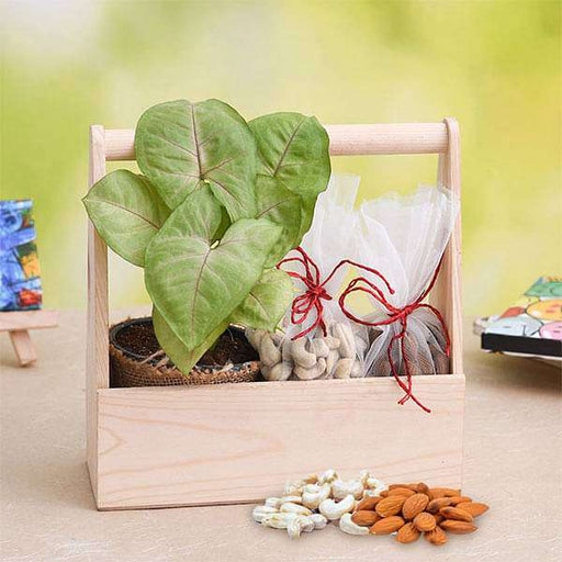 healthy basket with syngonium and dry fruits 