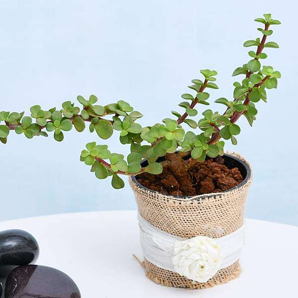 jade plant with jute wrap and raffia 