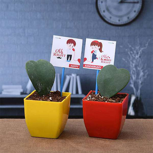 A Little Love Indoor Pot Plant Gift Set | Plant Gift Basket | Send Pot Plant  Gift New Zealand – The Plant Project