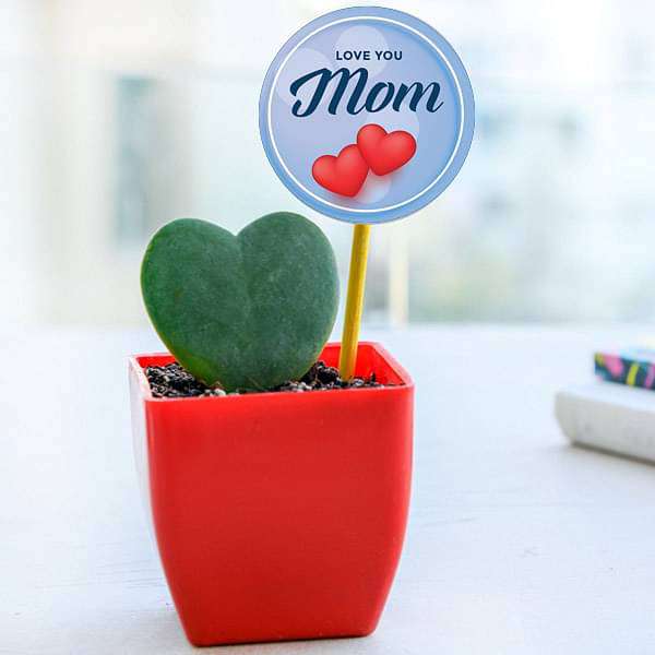 lovely heart plant in plastic pot for lovely mother 
