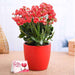 lovely kalanchoe for special one 