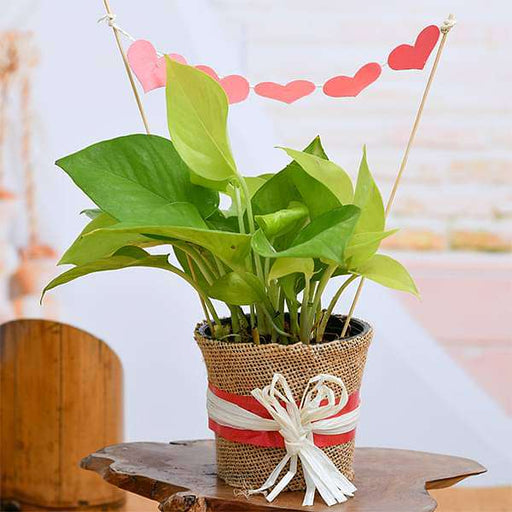 money plant with jute wrap for true love 