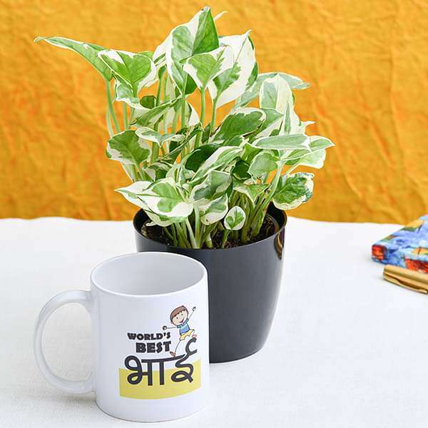 money plant with mug for world best brother 