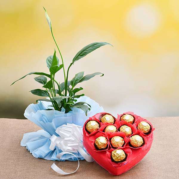 peace lily with chocolates for sweet memories 