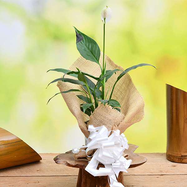 peace lily with jute gift wrap 