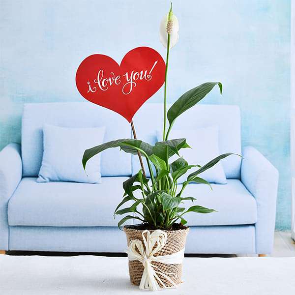peace lily with jute wrap for loved ones 