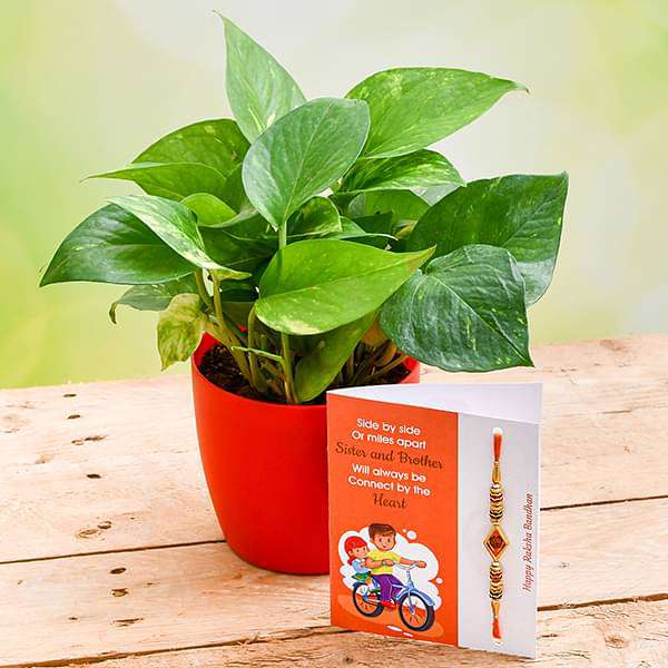 rakhi special green money plant for prosperity 