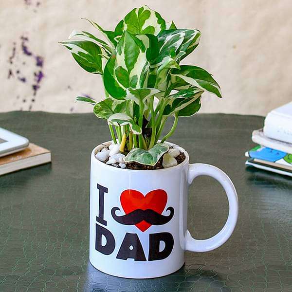 money plant in coffee mug Buy refreshing money plant in i love dad mug for workaholic dad online in India at best price – Nurserylive