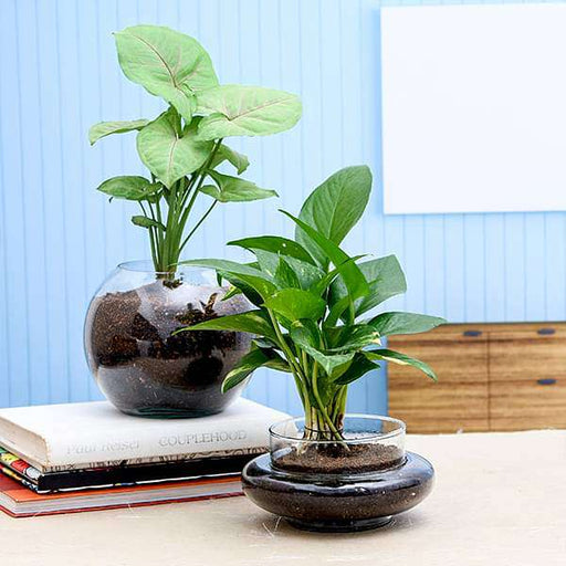 set of 2 air purifier plant in glass vases 