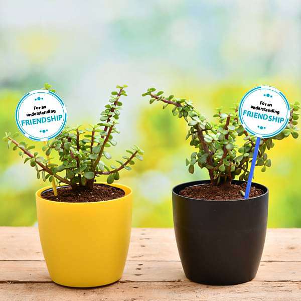 set of 2 good luck jade plants for our adventurous friendship 