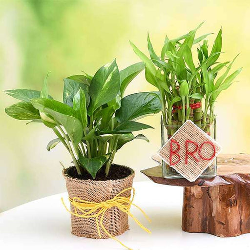 set of 2 good luck plants for brother 