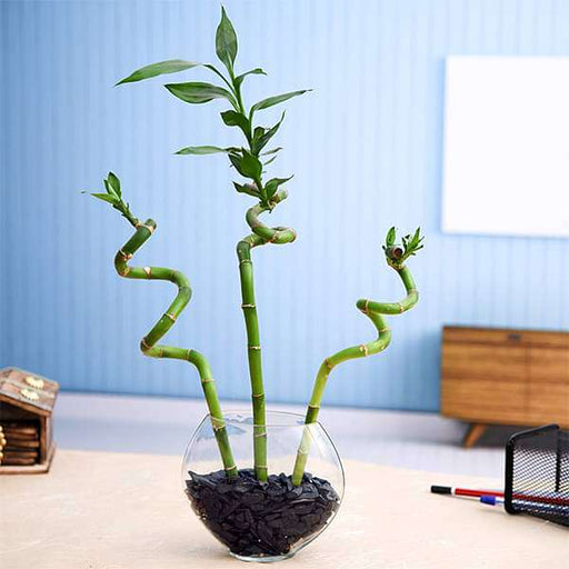 lucky bamboo for office desk Buy Alluring 2 Layer Lucky Bamboo for AC Office Desk online from Nurserylive at lowest price