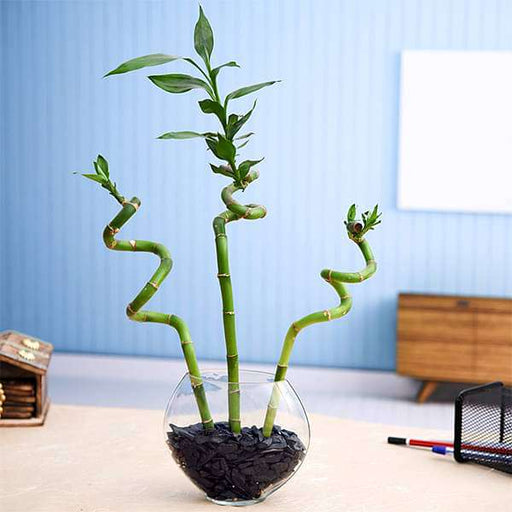 set of 3 spiral sticks lucky bamboo in a glass vase with pebbles 