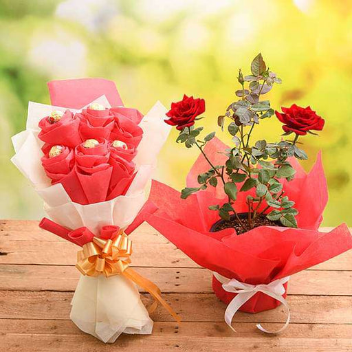share love with rose plant and chocolate bouquet 
