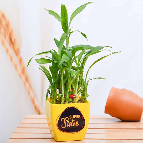 super 2 layer lucky bamboo for super sister 