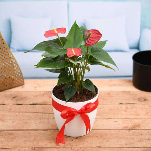 Corporate Plant Gifts Online [Bulk] | Buy Plants For Corporate Gifting - FNP