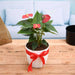 symbol of endless love red anthurium - gift plant