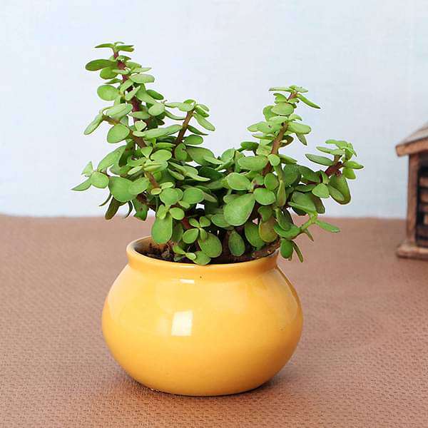 Jade : Happy Birthday Gift -The Feng Shui - Money Attracting Plant and Luck  (Live Plant) with Pot and Decorative Materials + Laxmi ATM Card :  Amazon.in: Garden & Outdoors