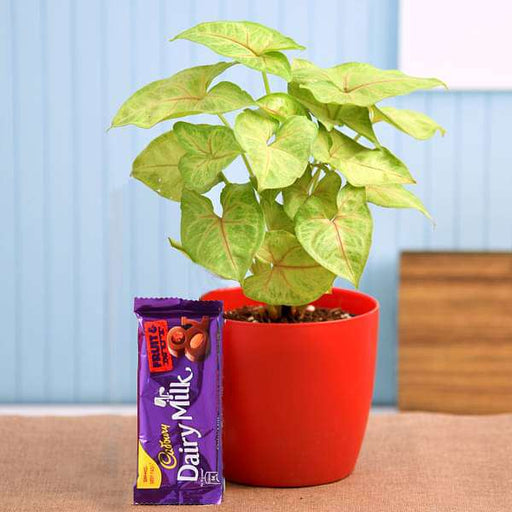 syngonium plant for chocolate day 
