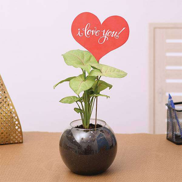 syngonium plant in a spherical glass vase for someone special 