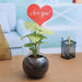 syngonium plant in a spherical glass vase for someone special 
