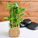 touch her heart with 2 layer lucky bamboo in decorative pot 