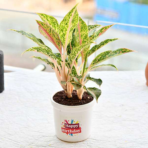 Buy Wish a Joyful Birthday with Aglaonema Butterfly Manis in Ceramic Pot  online from Nurserylive at lowest price.