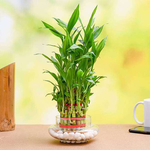 wish good luck with 3 layer lucky bamboo in a decorative glass vase 