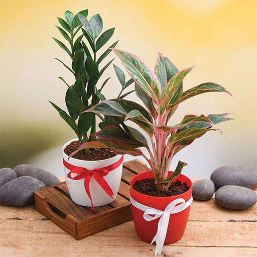 wish happiness for your loved ones with evergreen indoor plant pack 