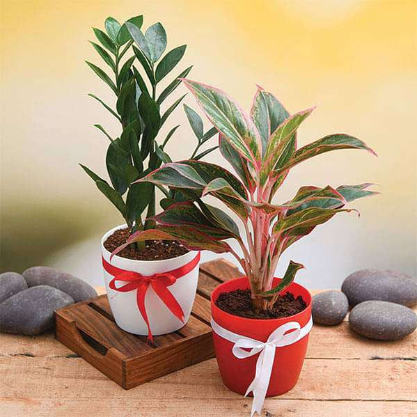 Buy New Year and Christmas Plant Gifts online from Nurserylive at