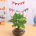 wish happy birthday with money plant in a round glass vase 