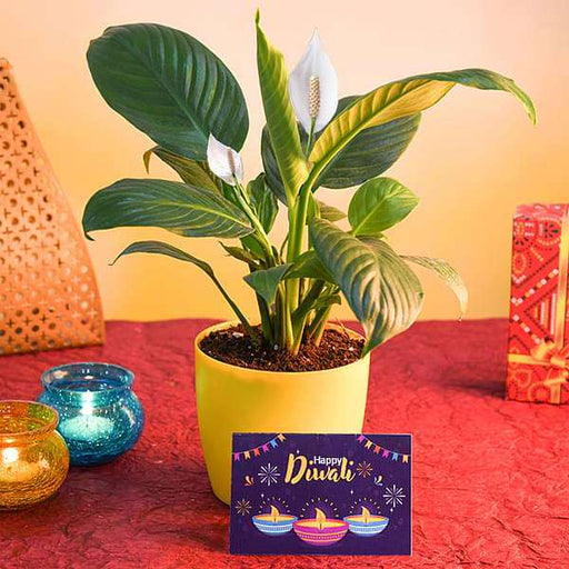 wish happy diwali with peace lily and greeting card 