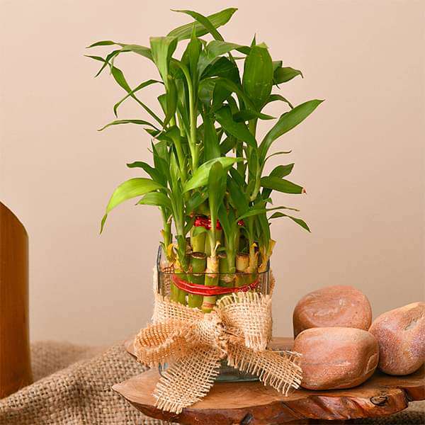 wish luck and prosperity with 2 layer lucky bamboo 