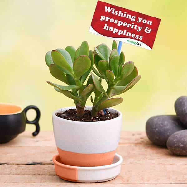 wish prosperity and happiness with jade plant in ceramic pot 