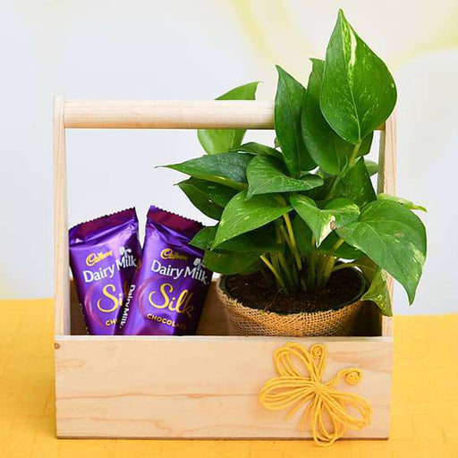 Buy Wooden Basket of Love with Money Plant and Chocolate online from  Nurserylive at lowest price.