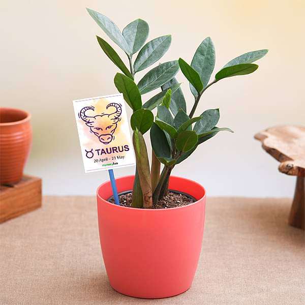 zz plant for taurus or vrishabha rashi - plant