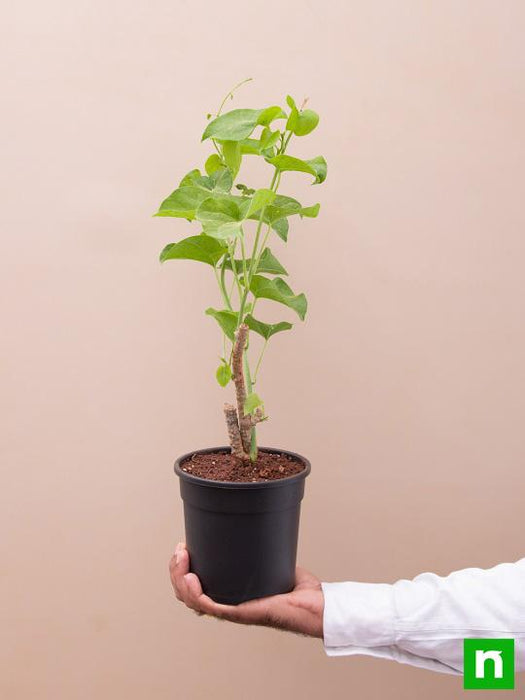 giloy plant seeds Buy Giloy Plant, Gulvel