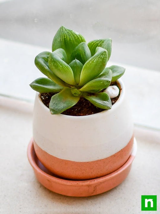 give happiness with glorious haworthia in a ceramic pot 