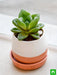 give happiness with glorious haworthia in a ceramic pot 