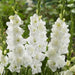 gladiolus (chipper white) - bulbs (set of 10)