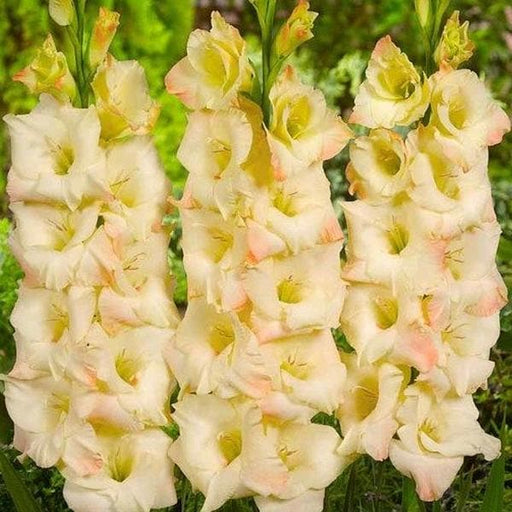 gladiolus (cream color) - bulbs (set of 10)
