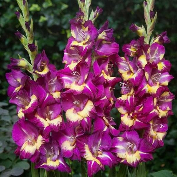 gladiolus eighth wonder (purple - bulbs (set of 10)