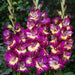 gladiolus eighth wonder (purple - bulbs (set of 10)