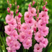gladiolus enchantress (pink) - bulbs (set of 10)