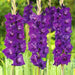 gladiolus high style (violet) - bulbs (set of 10)
