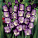 gladiolus king lynn (violet - bulbs (set of 10)