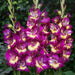gladiolus morollo (violet - bulbs (set of 10)