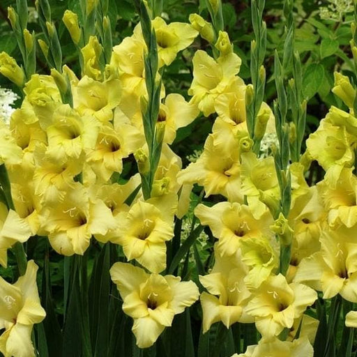 gladiolus nova lux (yellow) - bulbs (set of 10)